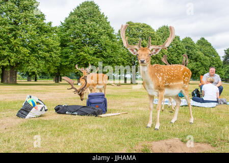 Richmond, London, UK - Juli 2017: Herde Damhirsche auf einem Rasen Wiese in Bushy Park neben zwei Personen mit einem Picknick. Stockfoto