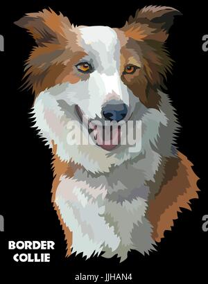 Farbige Border Collie isoliert Vektor Porträt auf schwarzem Hintergrund Stock Vektor