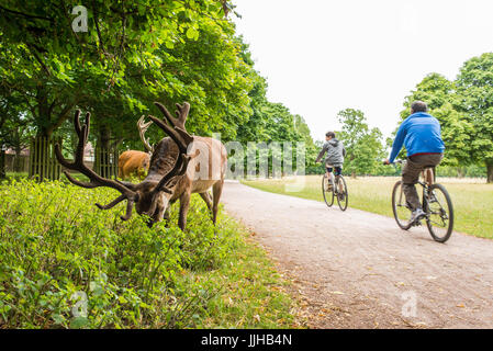 Richmond, London, UK - Juli 2017: Zwei Radfahrer, Radfahren auf einem Pfad neben Hirsche ernähren sich von einer Rasen-Wiese in Bushy Park. Stockfoto