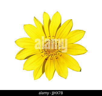 Blume des gelben Gazanien, isoliert auf weißem closeup Stockfoto