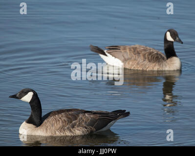 Kanada-Gans, Tri-Cities, Washington, USA Stockfoto