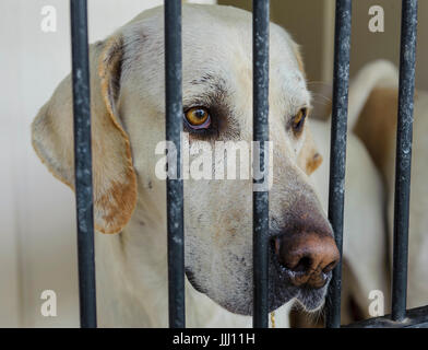 Ein Hund in seinem Zwinger Blick hinter Gittern Stockfoto