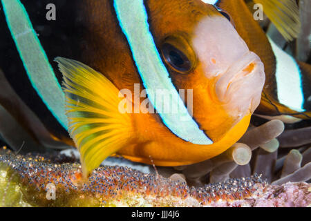 Ein Anemonenfische sauerstoffhaltigen Eizellen durch bewegtes Wasser quer dann mit einer Brustflosse. Fotografiert in Anilao, Philippinen. Stockfoto