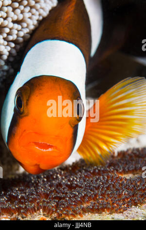 Ein Anemonenfische sauerstoffhaltigen seinen Eiern durch bewegtes Wasser quer dann mit einer Brustflosse. Fotografiert in Anilao, Philippinen. Stockfoto