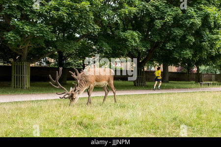 Richmond, London, UK - Juli 2017: Rothirsch Fütterung auf eine Rasen-Wiese in Bushy Park mit einem Läufer sprinten im Hintergrund. Stockfoto