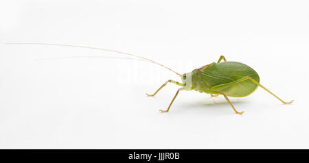 Seitenansicht von einem gemeinsamen wahre Grashuepfer (Pterophylla Camellifolia) auf einem weißen Hintergrund Stockfoto