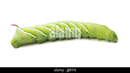 Tabak Hornworm (Manduca Sexta) isoliert auf weißem Grund Stockfoto