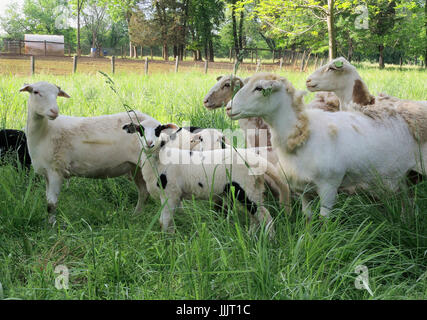 Schafe und Lämmer Frühling auf kleinen Bauernhof, Wiese, Bauernhof der Familie Stockfoto