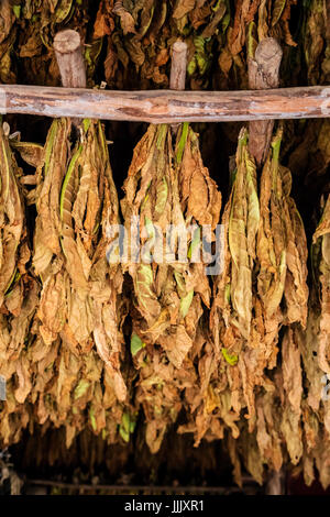 Tabak verwendet für die Herstellung von Zigarren trocknet innerhalb einer Scheunen im Vinales Tal - VINALES, Kuba Stockfoto