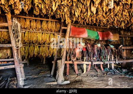 Tabak verwendet für die Herstellung von Zigarren trocknet oben Sättel innerhalb einer Scheunen im Vinales Tal - VINALES, Kuba Stockfoto