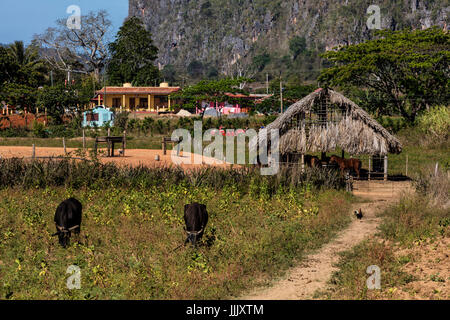 Rinder grasen auf einer Pature im Vinales Tal nur außerhalb des Nationalparks - VINALES, Kuba Stockfoto