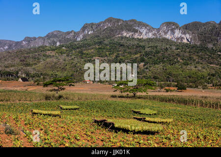 Tabak verwendet bei der Herstellung von Zigarren trocknet auf Gestellen in Vinales Tal - VINALES, PINAR DEL RIO, Kuba Stockfoto