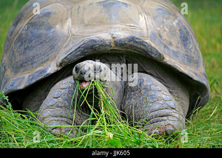 Aldabra Riesenschildkröte (Aldabrachelys Gigantea), Erwachsene, Fütterung, Seychellen Stockfoto