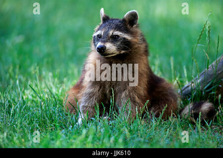 Waschbär (Procyon Lotor), Erwachsene, Wiese, gefangen sitzen Stockfoto