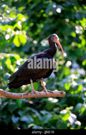 Nördlichen Waldrappen (Geronticus Eremita), Erwachsene, stehend auf Zweig, gefangen Stockfoto