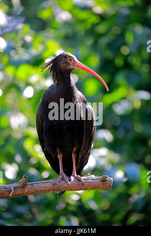 Nördlichen Waldrappen (Geronticus Eremita), Erwachsene, stehend auf Zweig, gefangen Stockfoto