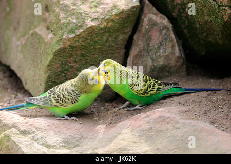 Wellensittiche (Melopsittacus Undulatus), zwei Tiere, Abrechnung, Sozialverhalten, Australien Stockfoto