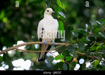 Pied Imperial Pigeon (Ducula bicolor), Erwachsener, sitzt im Baum, gefangen Stockfoto