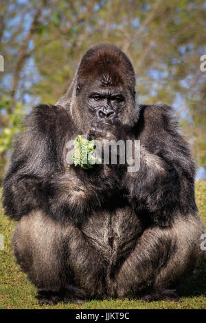 Ein Silverback Gorilla Wachen sorgfältig seinem Gehege und die jüngeren Gorillas drin. Stockfoto