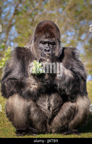 Ein Silverback Gorilla Wachen sorgfältig seine sclösser und die jüngere Gorillias drin. Stockfoto