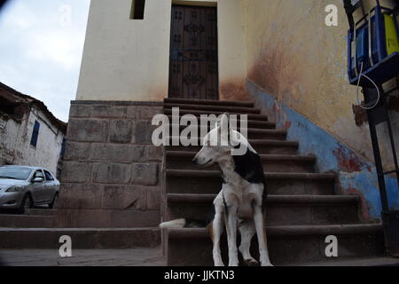 Ein Hund sitzt auf der Treppe zu einem Haus in Cusco, Peru Stockfoto