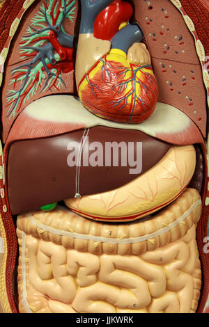 Anatomie-Modell des menschlichen inneren Organe Stockfoto