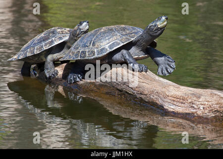 Schildkröten Sonnen auf Honolulu Zoo anmelden Stockfoto