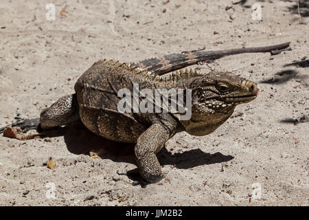 Die Insel CAYO IGUANA erreicht mit dem Boot von PLAYA ANCON hat viele der großen Echsen - TRINIDAD, Kuba Stockfoto