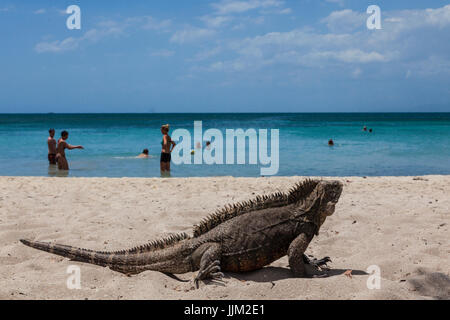 Die tropische Insel CAYO IGUANA erreicht mit dem Boot von PLAYA ANCON ist ein Touristenziel - TRINIDAD, Kuba Stockfoto