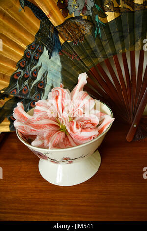 Stilleben mit Amaryllis Blume mit einem chinesischen Pfau-Ventilator Stockfoto