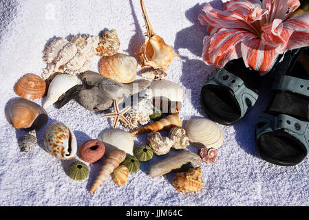 Stilleben mit Amaryllis Blumen, Muscheln, Sandalen und Strand Handtuch erinnert an Urlaub auf tropischen Inseln Stockfoto