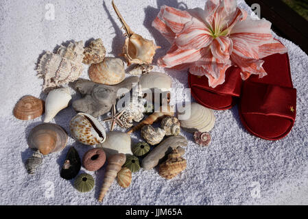 Stilleben mit Amaryllis Blumen, Muscheln, Sandalen und Strand Handtuch erinnert an Urlaub auf tropischen Inseln Stockfoto