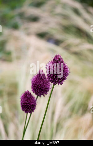 Allium Sphaerocephalon gegen Stipa Lessingiana. Stockfoto