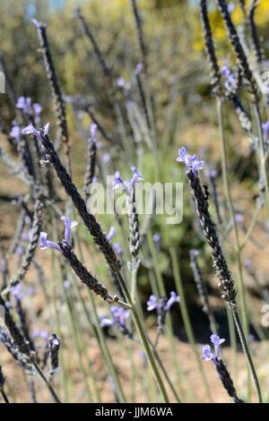 Grüne Farn Blatt Lavendel (Lavandula Minutolii) eine kanarische Endemiten, Gran Canaria, Mai. Stockfoto