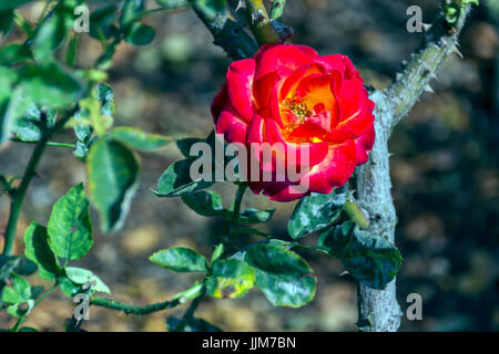 Flores del Parque de Las Rosas de Los Angeles Kalifornien, Captadas Bajo el Fuerte Calor de Una Tarde de Verano, Sus Delicados Petalos lichtbestän al sol Stockfoto