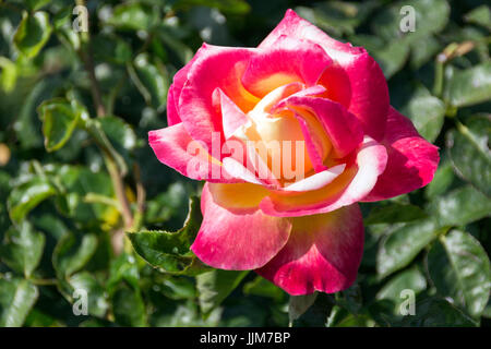 Flores del Parque de Las Rosas de Los Angeles Kalifornien, Captadas Bajo el Fuerte Calor de Una Tarde de Verano, Sus Delicados Petalos lichtbestän al sol Stockfoto