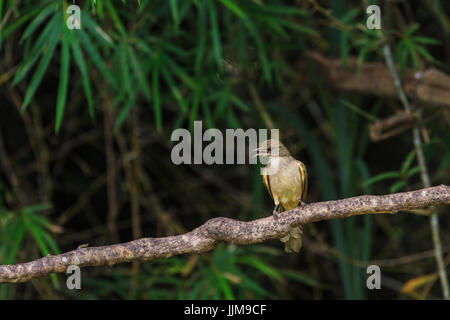 Streifen-Schmuckschildkröte Bulbul (Pycnonotus Blanfordi) in der Natur von Thailand Stockfoto