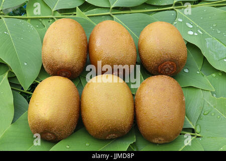 Kiwi auf Blätter Hintergrund, Fokus bei Zeile der Kiwis, sechs Kiwi Frucht Ort auf grünen Blättern, kann nannte sie "Chinesische Stachelbeere", Jumbo Größe Gold Stockfoto