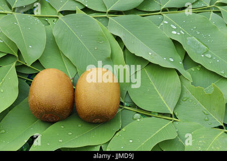 Kiwi auf Blätter Hintergrund, Fokus bei Zeile der Kiwis, zwei Kiwi Frucht Ort auf grünen Blättern, kann nannte sie "Chinesische Stachelbeere", Jumbo Größe g Stockfoto