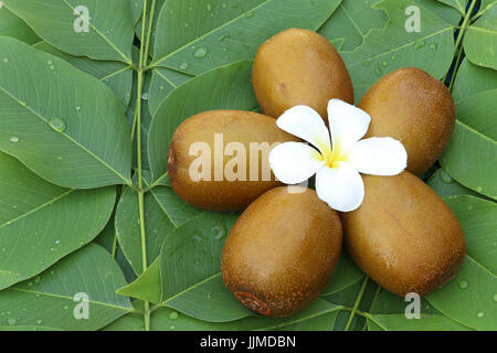 Kiwi auf Blätter Hintergrund, Fokus bei Zeile der Kiwis, fünf Kiwis ordnen in Blütenform auf grünen Blättern, kann sein nannte sie "chinesische Gooseber Stockfoto