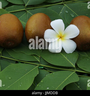 Kiwi auf Blätter Hintergrund, Fokus auf Teil von Kiwi Fruit Group auf den Blättern, kann nannte sie "Chinesische Stachelbeere", Jumbo Größe des gold Kiwi Frucht Ort Stockfoto