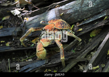 Einem einzigen Räuber Krabbe oder Coconut Crab, auf der Weihnachtsinsel - ein australisches Territorium im Indischen Ozean Stockfoto