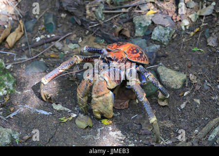 Einem einzigen Räuber Krabbe oder Coconut Crab, auf der Weihnachtsinsel - ein australisches Territorium im Indischen Ozean Stockfoto