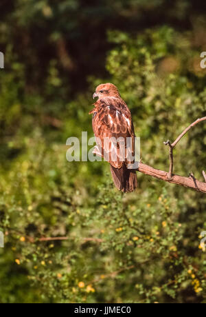 Indische Schreiadler, (Clanga Hastata), am Baum gehockt, Keoladeo Ghana National Park, Bharatpur, Rajasthan, Indien Stockfoto