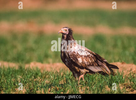 Juvenile Schmutzgeier oder Weiß Scavenger Geier, Neophron percnopterus (), Bharatpur, Rajasthan, Indien Stockfoto