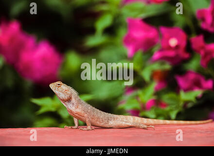 Indian Garden Eidechse, Orientalischer Garten Echse, Eastern Garden Lizard oder Veränderbaren Lizard (Calotes versicolor), Keoladeo Ghana National Park, Indien Stockfoto