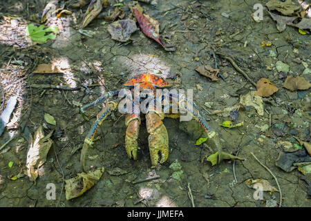 Einem einzigen Räuber Krabbe oder Coconut Crab, auf der Weihnachtsinsel - ein australisches Territorium im Indischen Ozean Stockfoto