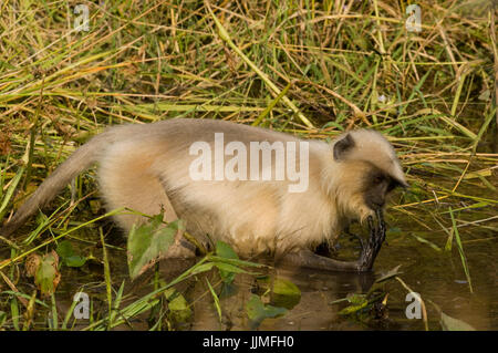 Gemeinsamen Languren Essen Wasser Unkraut im Pool. Stockfoto