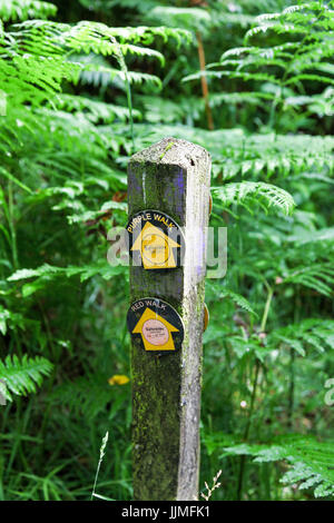 Ein Holzschild Post oder Art Marker sagen "Lila Walk" und "Red Walk" auf einem Wanderweg an der Consall Natur Park Churnet Tal Staffordshire England UK Stockfoto