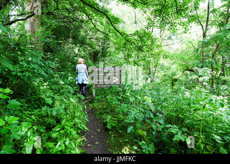 Eine Frau, die zu Fuß in Hazles Holz Consall Natur Park Churnet Valley Staffordshire England UK Stockfoto